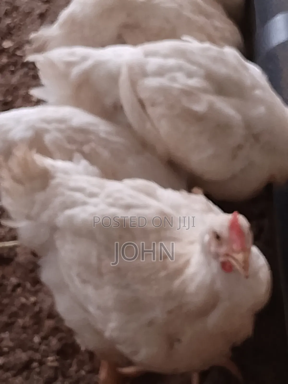 Broiler Chicken 2kg