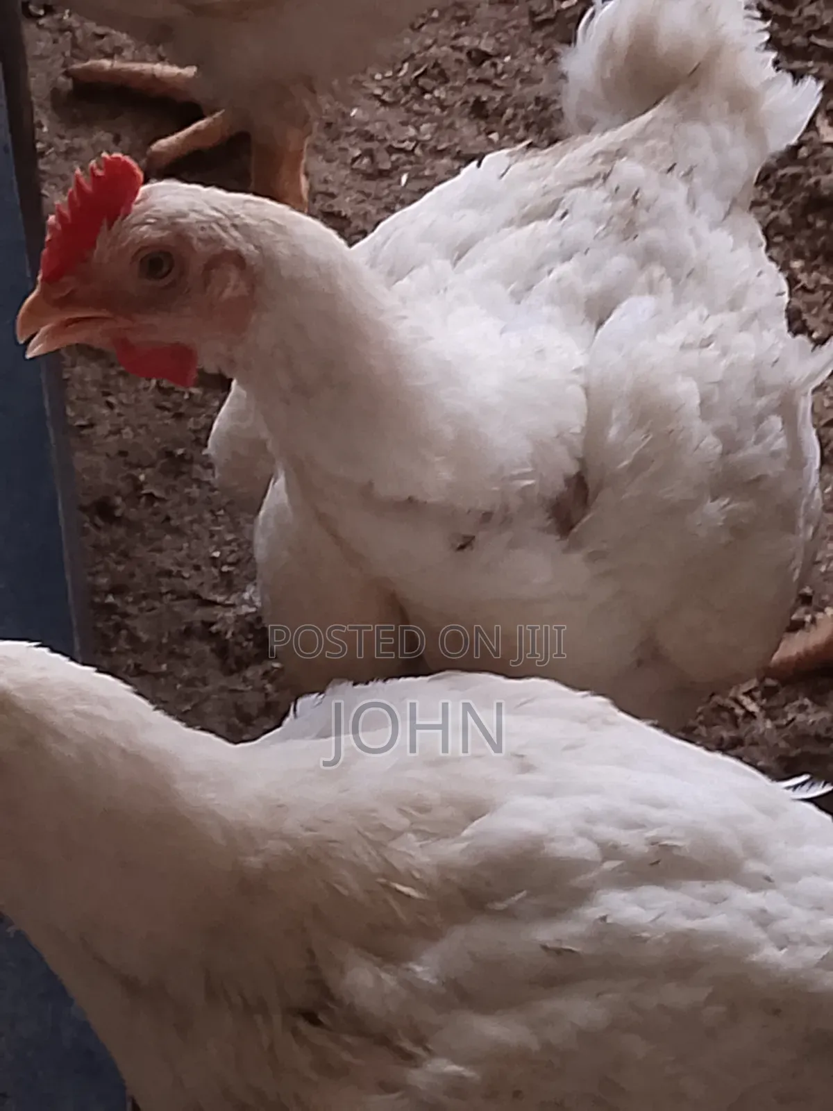 Broiler Chicken 2kg