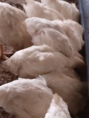 Broiler Chicken 2kg