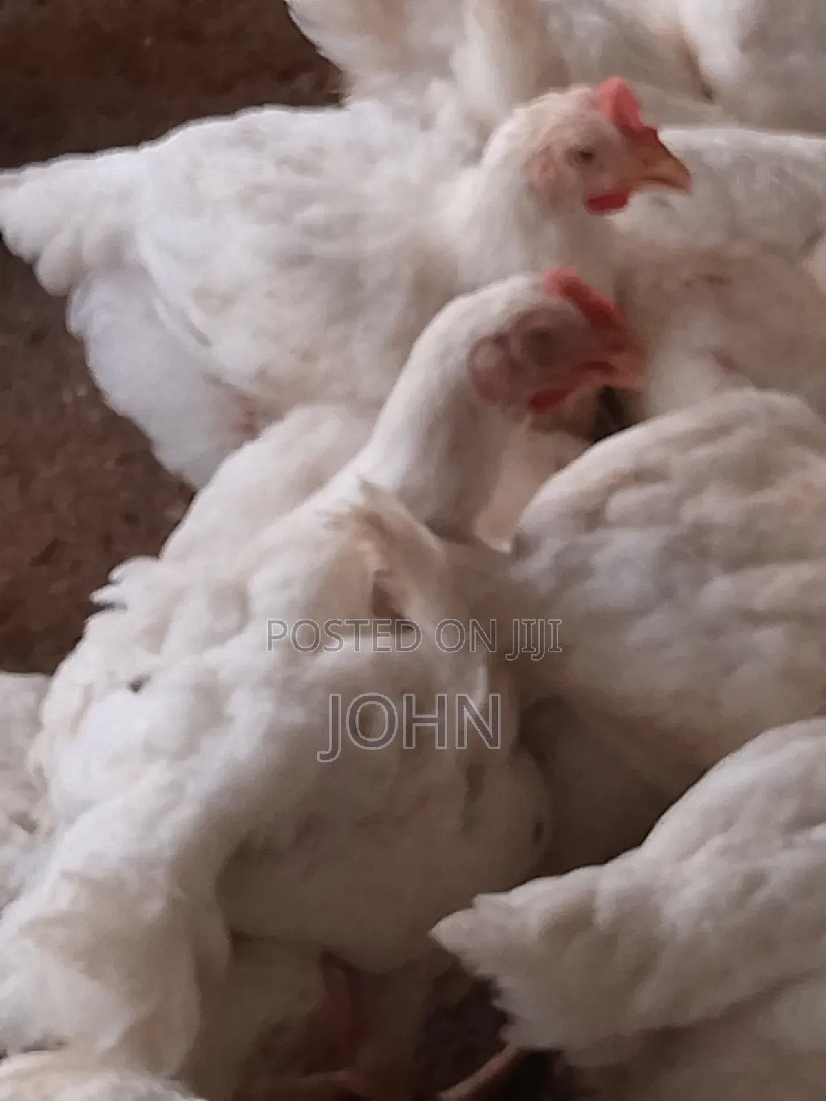 Broiler Chicken 2kg