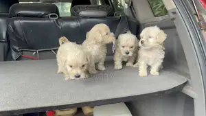 1-3 months Male Purebred Poodle