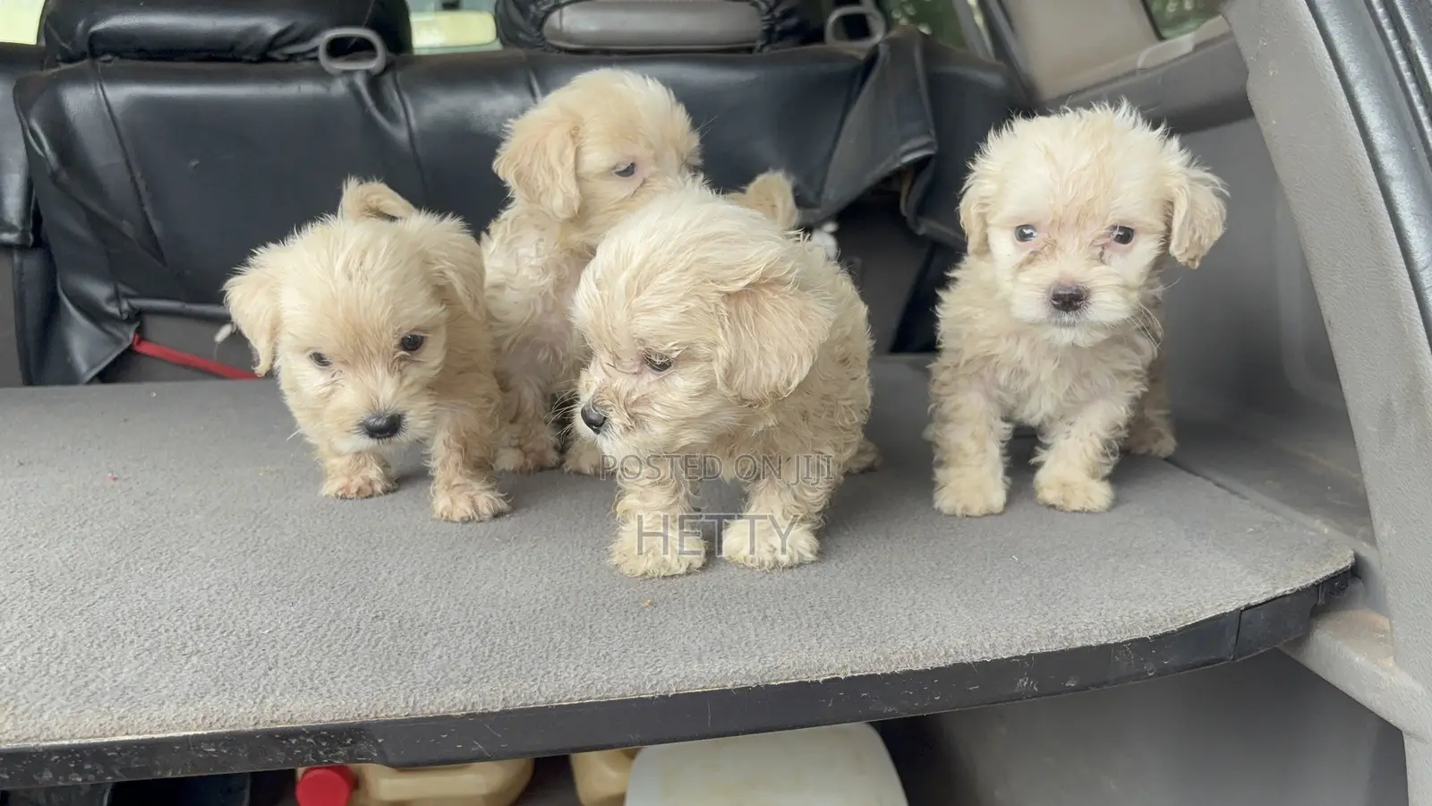 1-3 months Male Purebred Poodle
