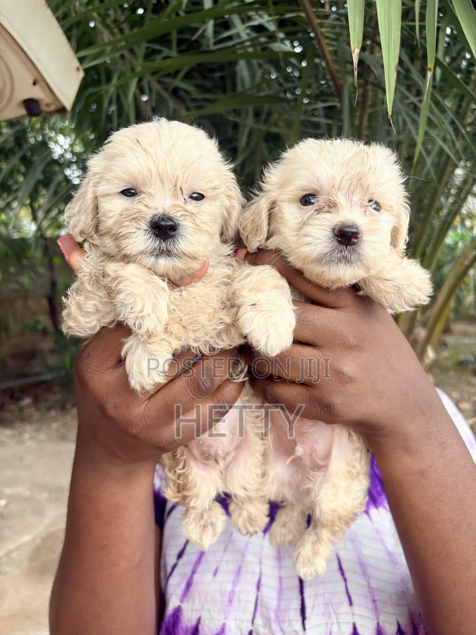 1-3 months Male Purebred Poodle