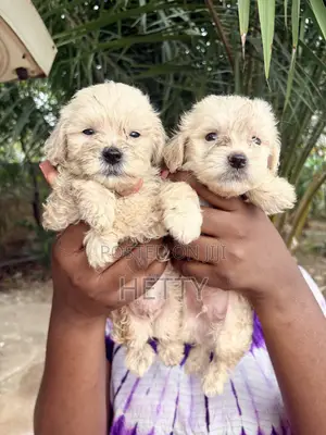 1-3 months Male Purebred Poodle