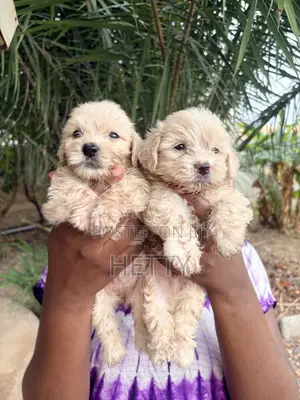 1-3 months Male Purebred Poodle