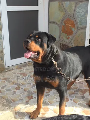 1+ year Male Purebred Rottweiler