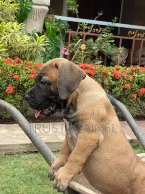 1-3 months Male Purebred Boerboel