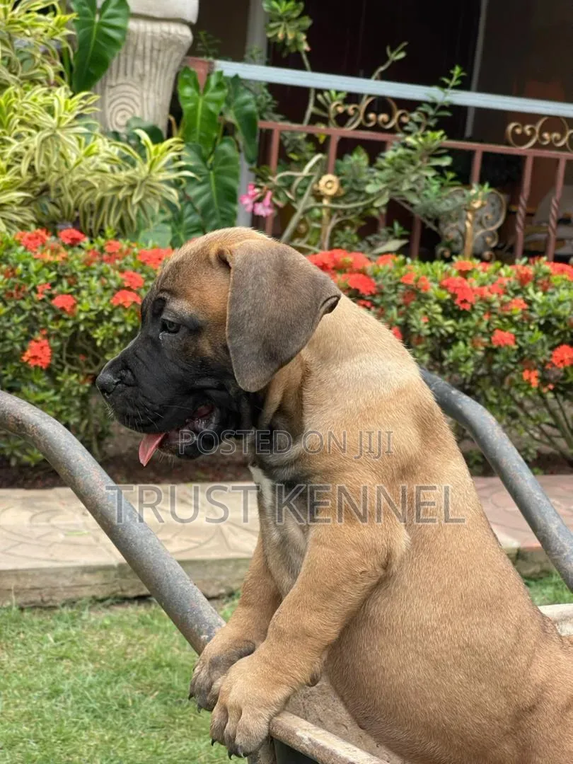 1-3 months Male Purebred Boerboel