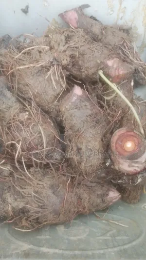 Taroo Yam (Five Minutes)