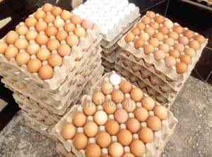 Yellow Yoked Eggs Fresh From Farm
