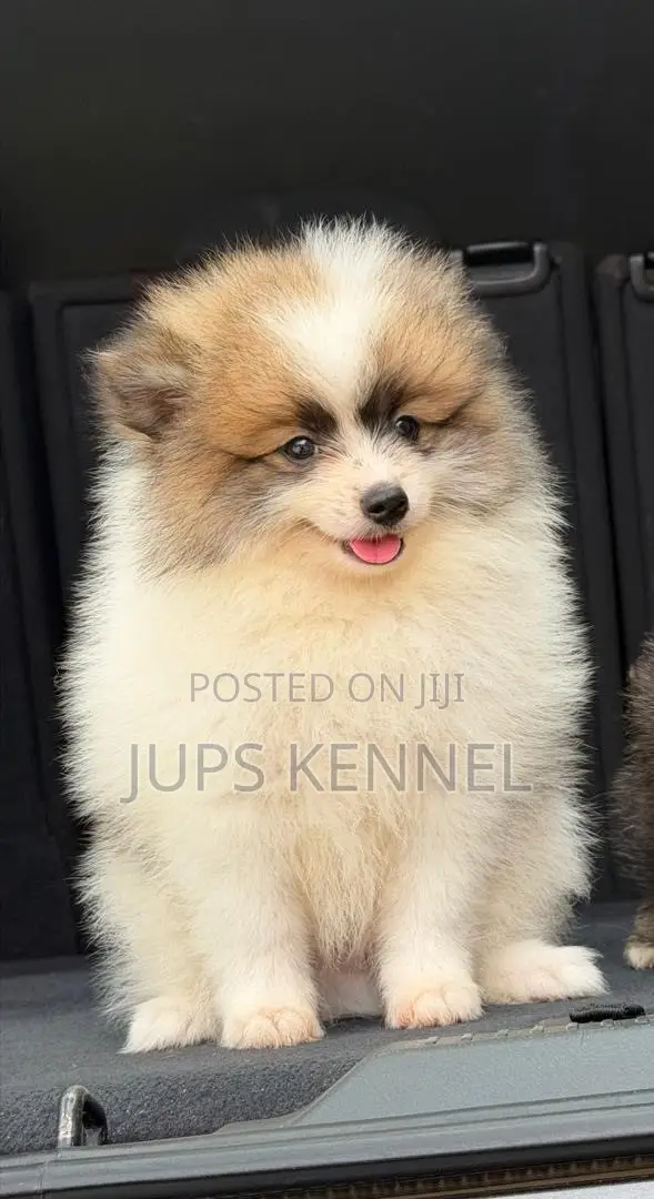 1-3 months Female Purebred Pomeranian