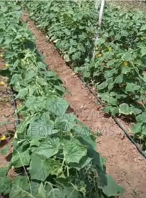 Fresh Cucumbers