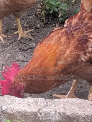 Fertile Eggs and Cocks