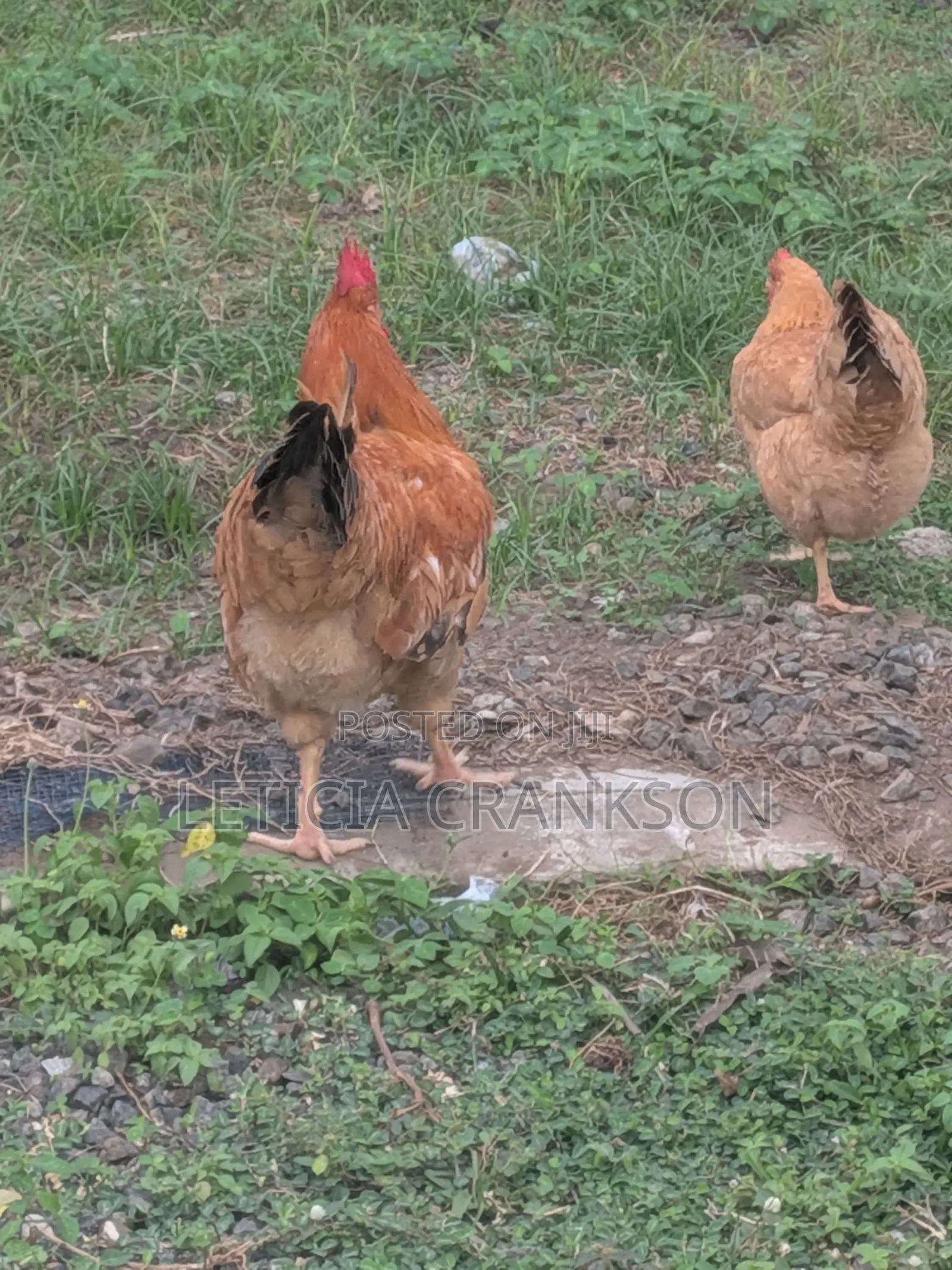 Fertile Eggs and Cocks