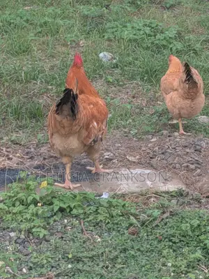 Fertile Eggs and Cocks
