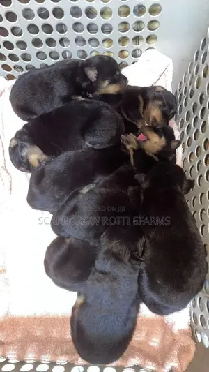 1-3 months Male Purebred Rottweiler