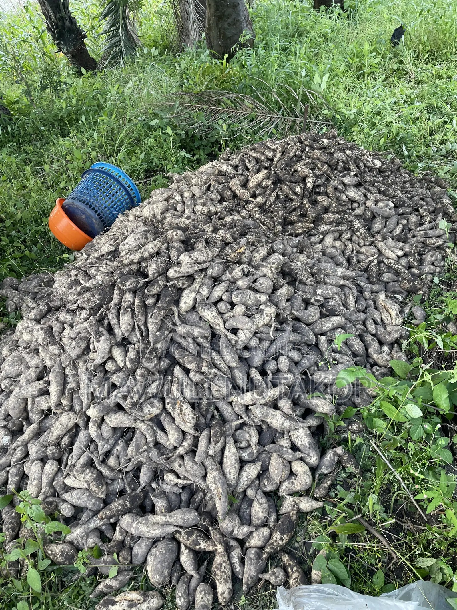 White Flesh Sweet Potatoes and Vines