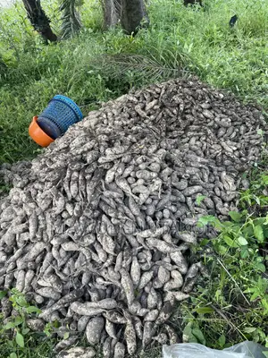 White Flesh Sweet Potatoes and Vines