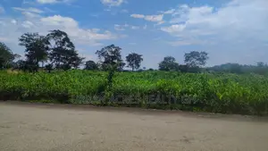OTI REGION, KWAMIKROM _ 100 Acres Mixed Farmland
