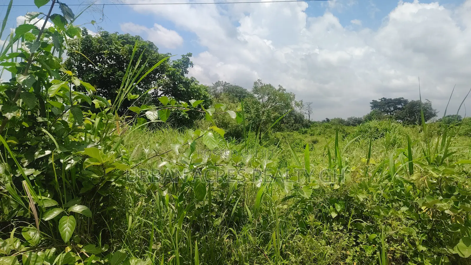 OTI REGION, KWAMIKROM _ 100 Acres Mixed Farmland