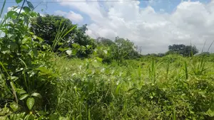 OTI REGION, KWAMIKROM _ 100 Acres Mixed Farmland