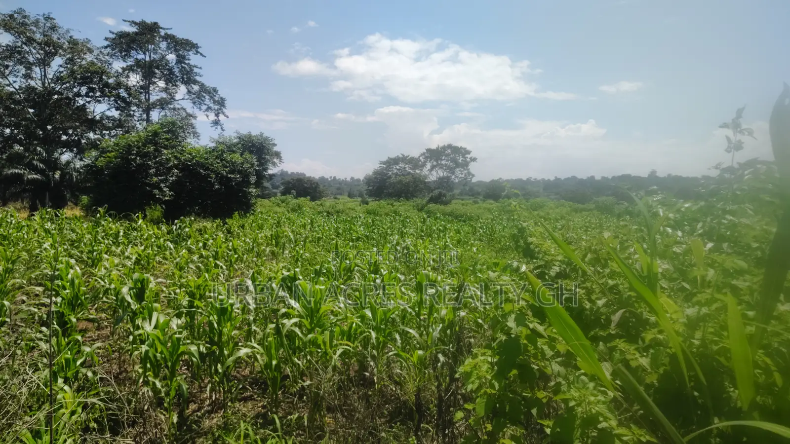 OTI REGION, KWAMIKROM _ 100 Acres Mixed Farmland