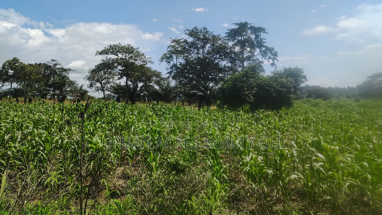 OTI REGION, KWAMIKROM _ 100 Acres Mixed Farmland