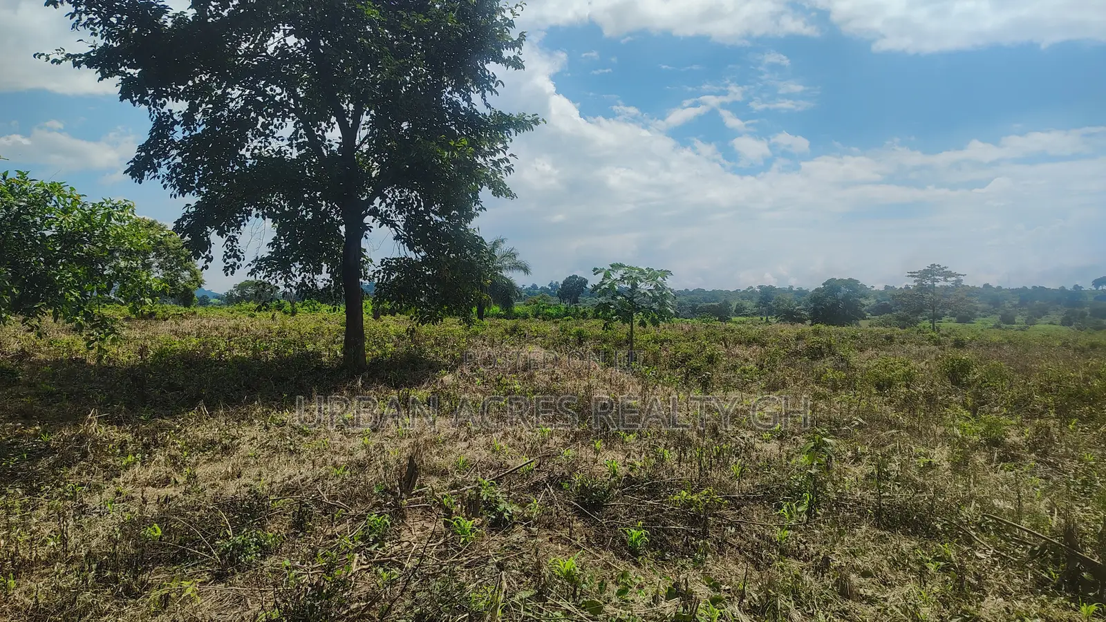 OTI REGION, KWAMIKROM _ 100 Acres Mixed Farmland