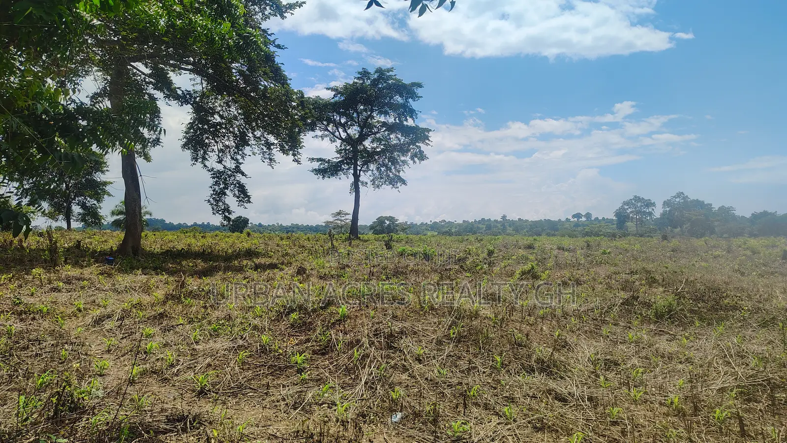 OTI REGION, KWAMIKROM _ 100 Acres Mixed Farmland