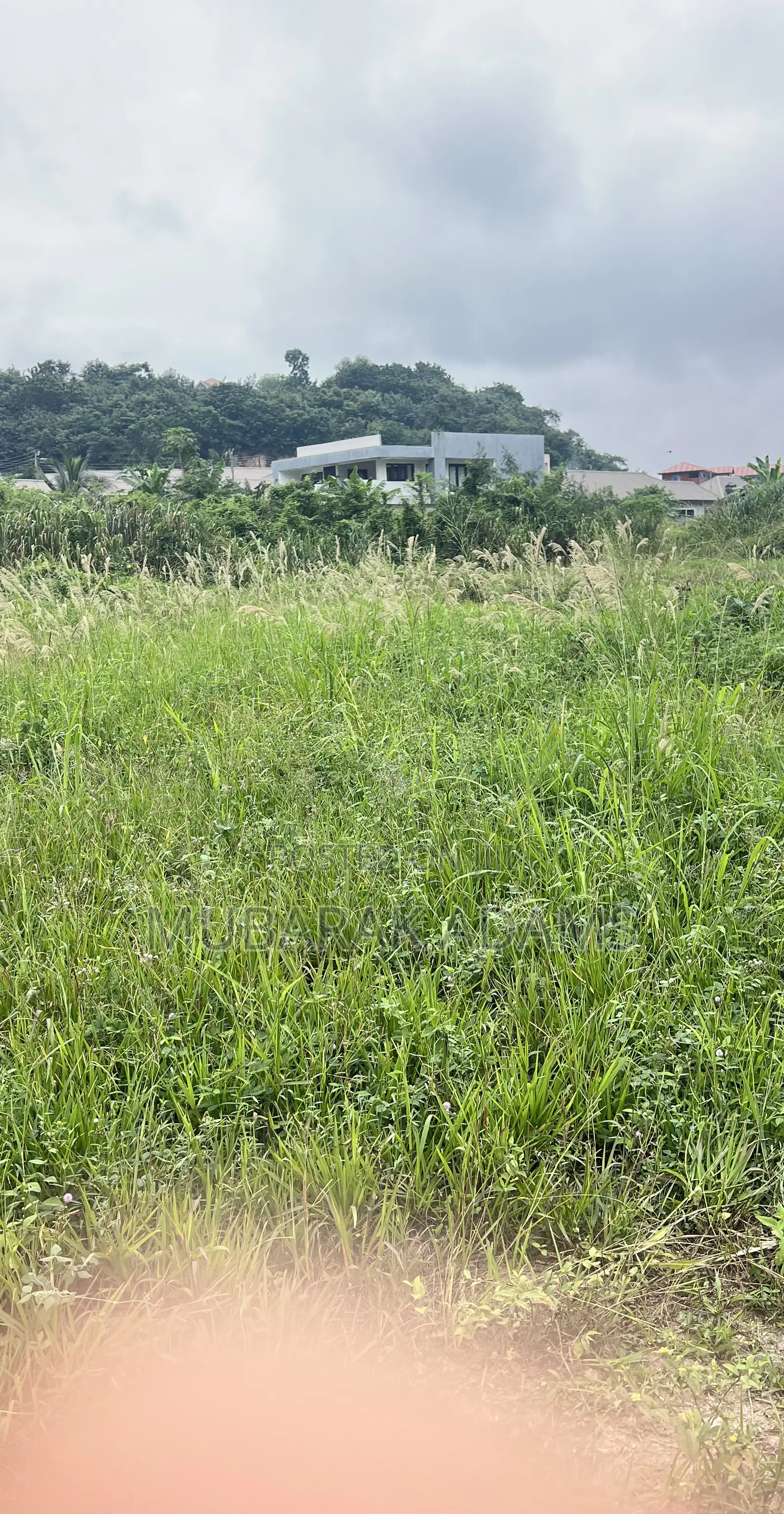 Landscape Cleaning