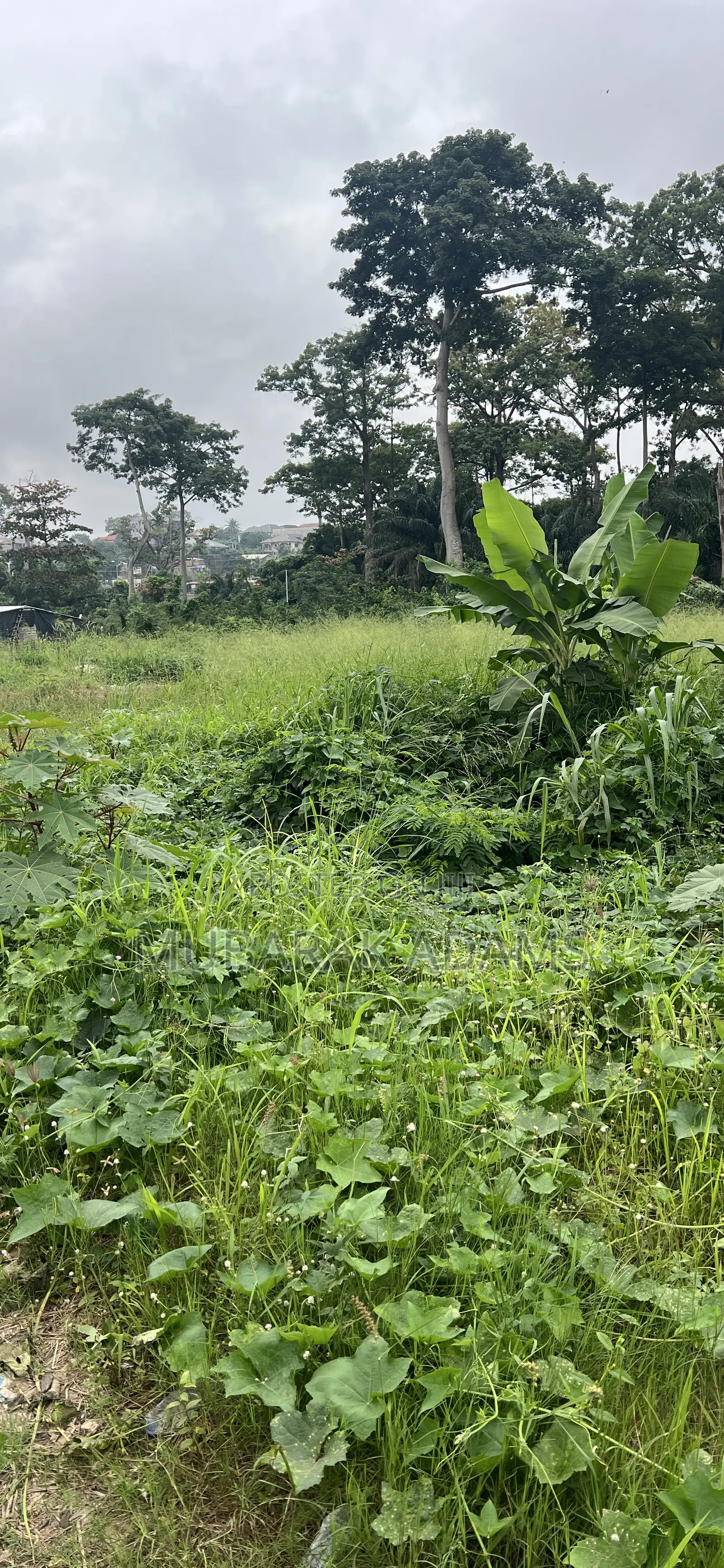 Landscape Cleaning