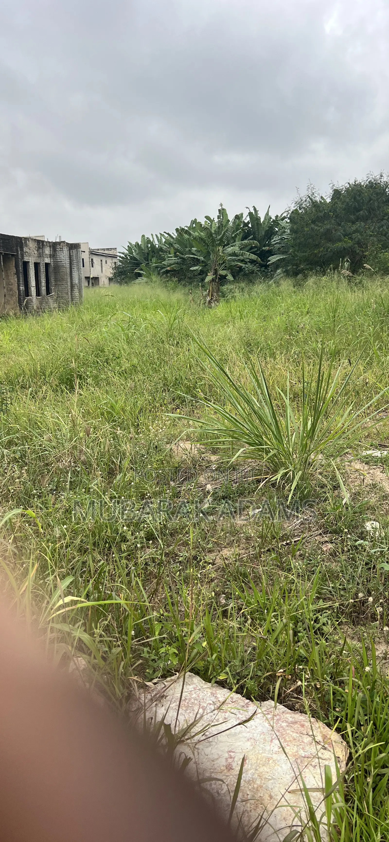 Landscape Cleaning