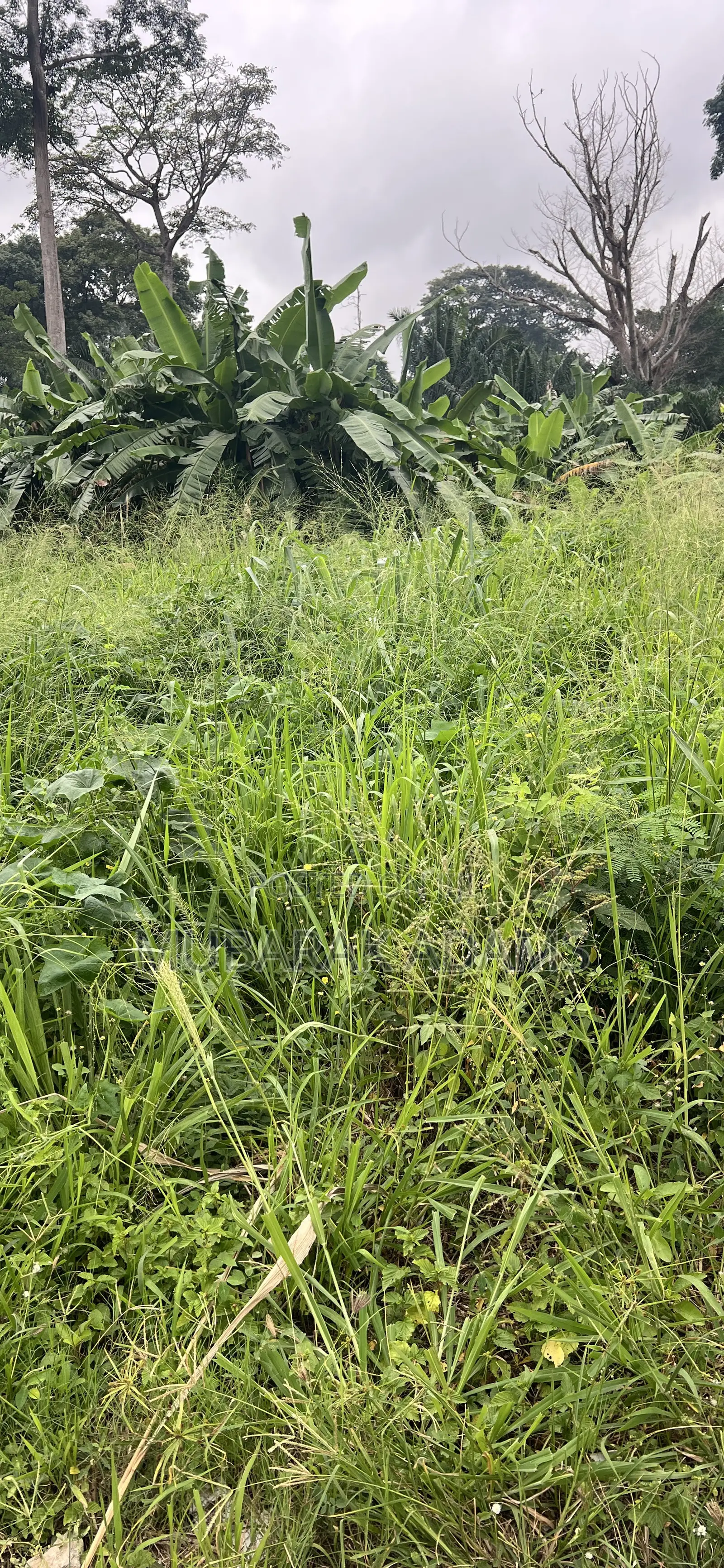 Landscape Cleaning