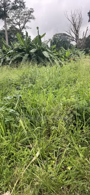 Landscape Cleaning