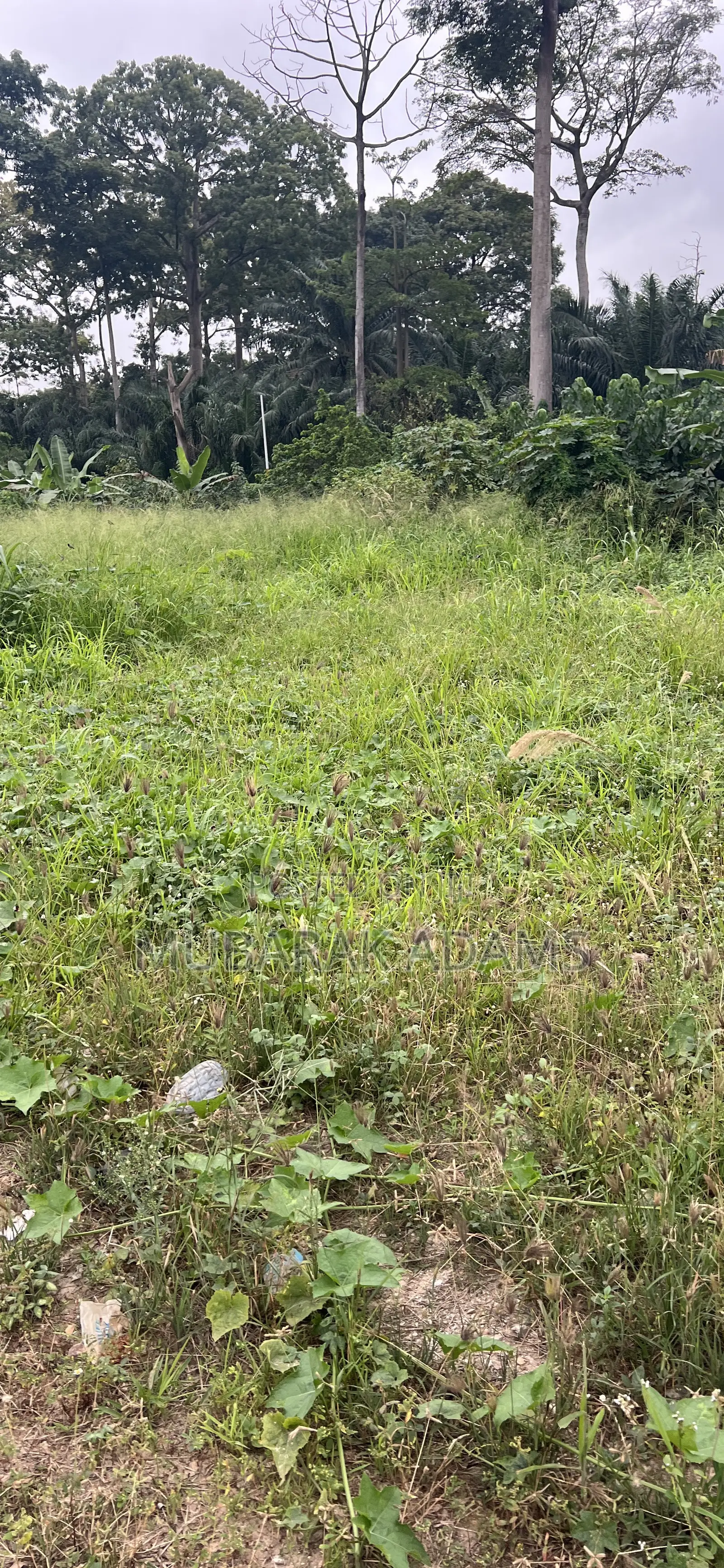 Landscape Cleaning