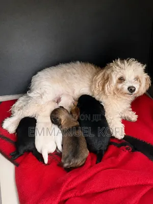 0-1 month Male Mixed Breed Maltese
