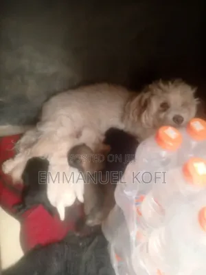 0-1 month Male Mixed Breed Maltese