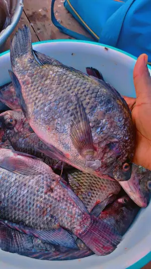 Fresh. Tilapia Available