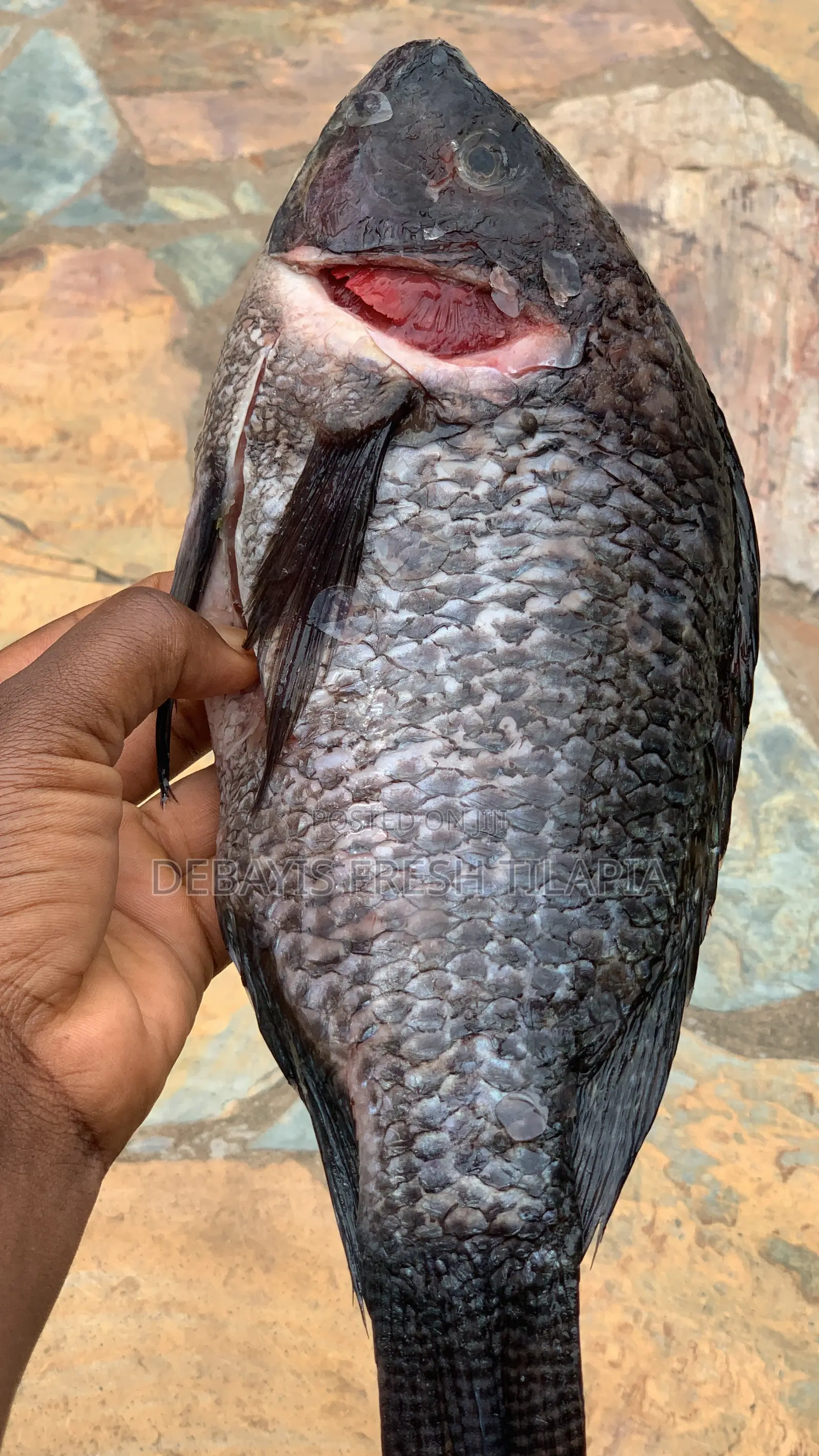 My Tilapia’S Freshness, Tastiness and Affordability Is 100% Assured.