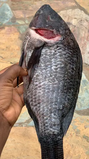 My Tilapia’S Freshness, Tastiness and Affordability Is 100% Assured.