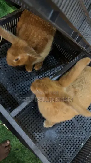 Newzealand Red Rabbit