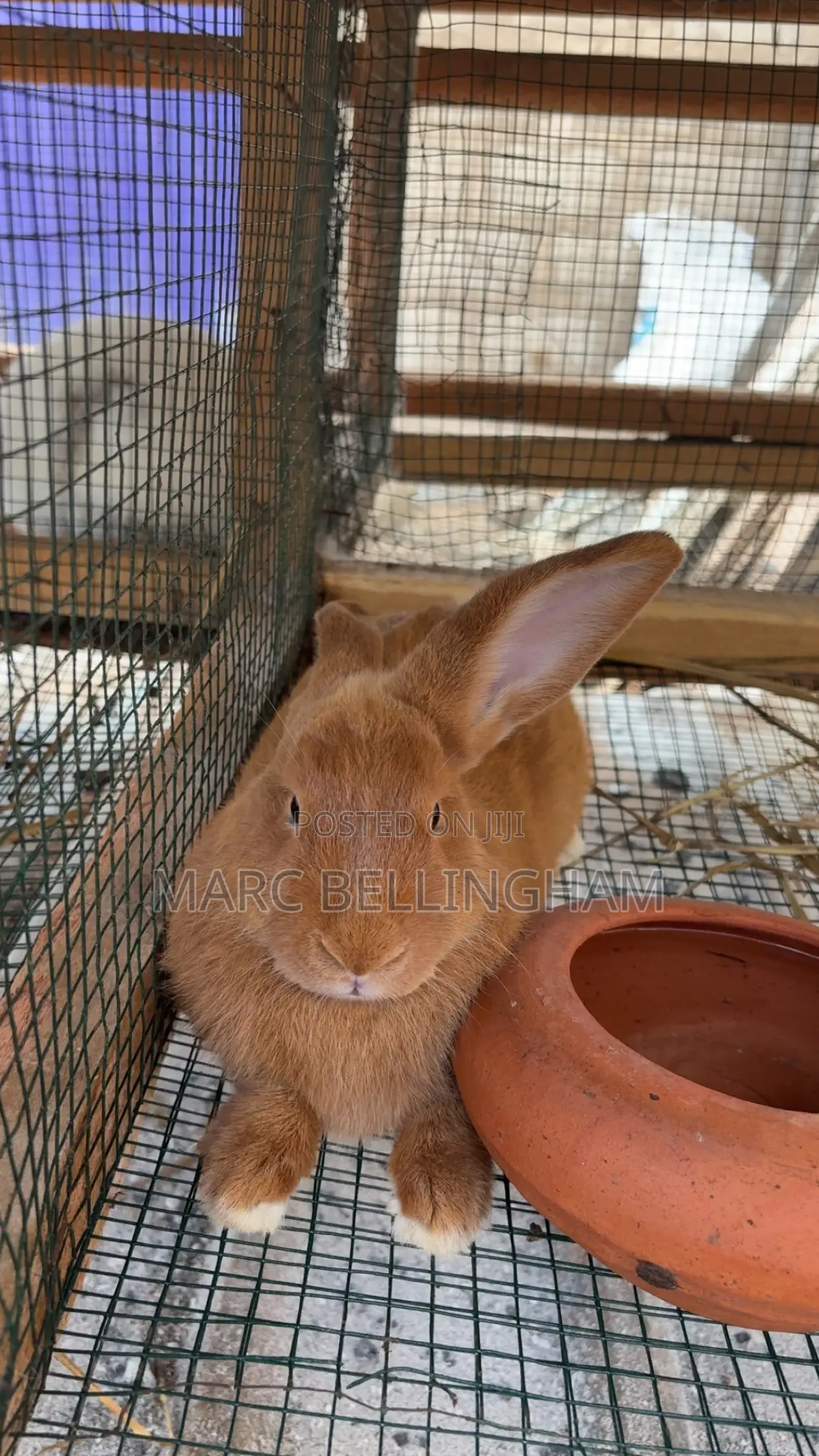 Newzealand Red Rabbit