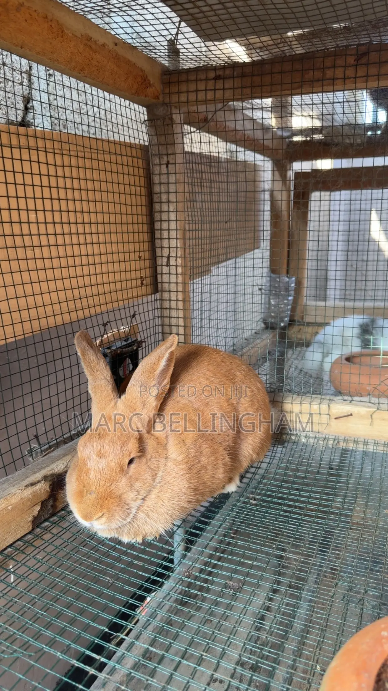 Newzealand Red Rabbit