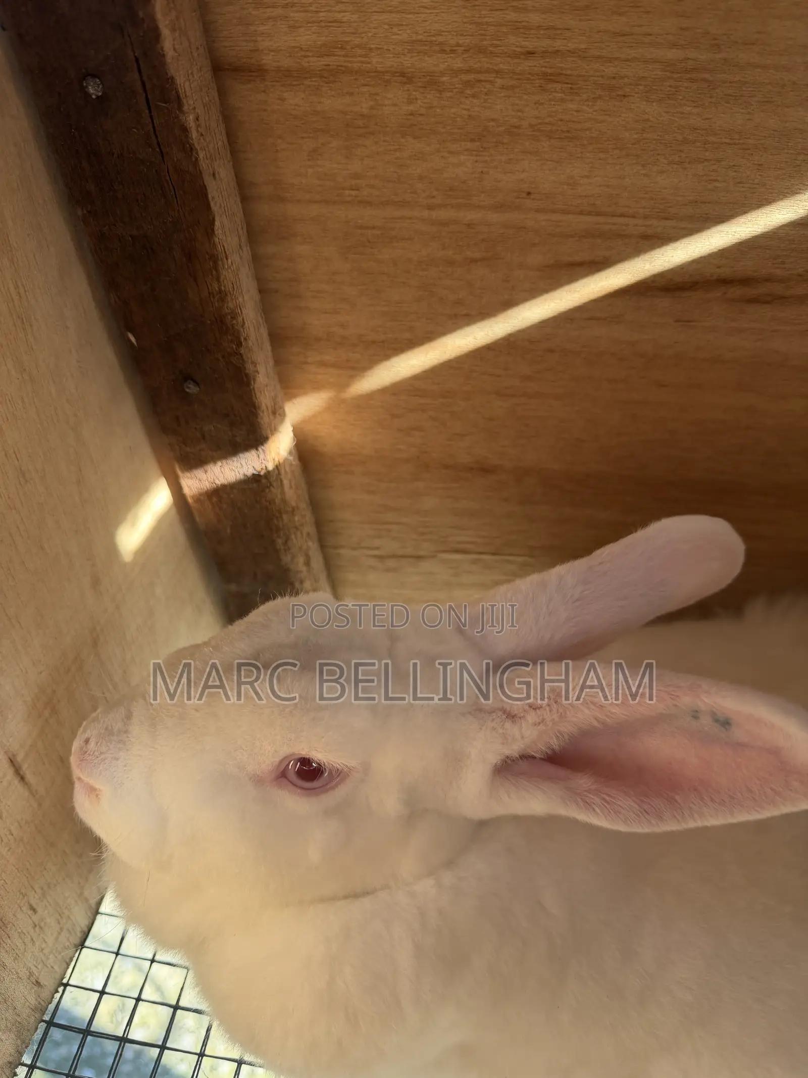 Newzealand Red Rabbit