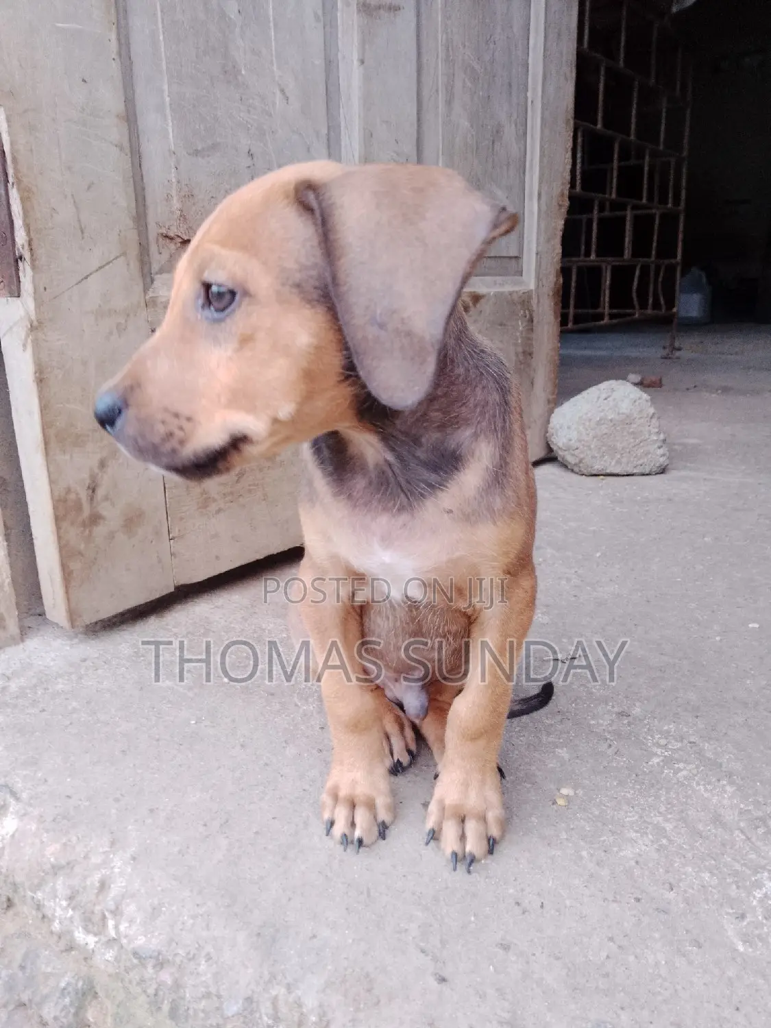 1-3 months Male Mixed Breed Dog