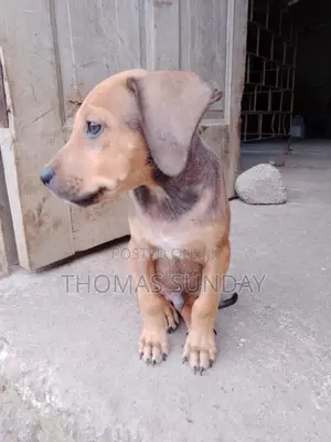 1-3 months Male Mixed Breed Dog