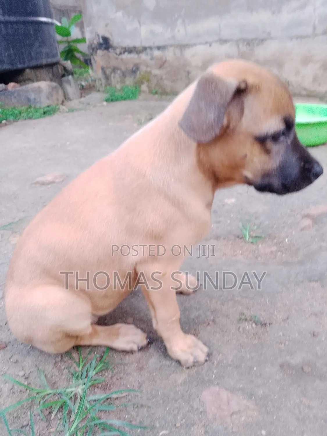 1-3 months Male Mixed Breed Dog