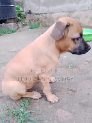 1-3 months Male Mixed Breed Dog