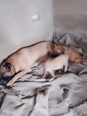 1-3 months Male Mixed Breed Dog