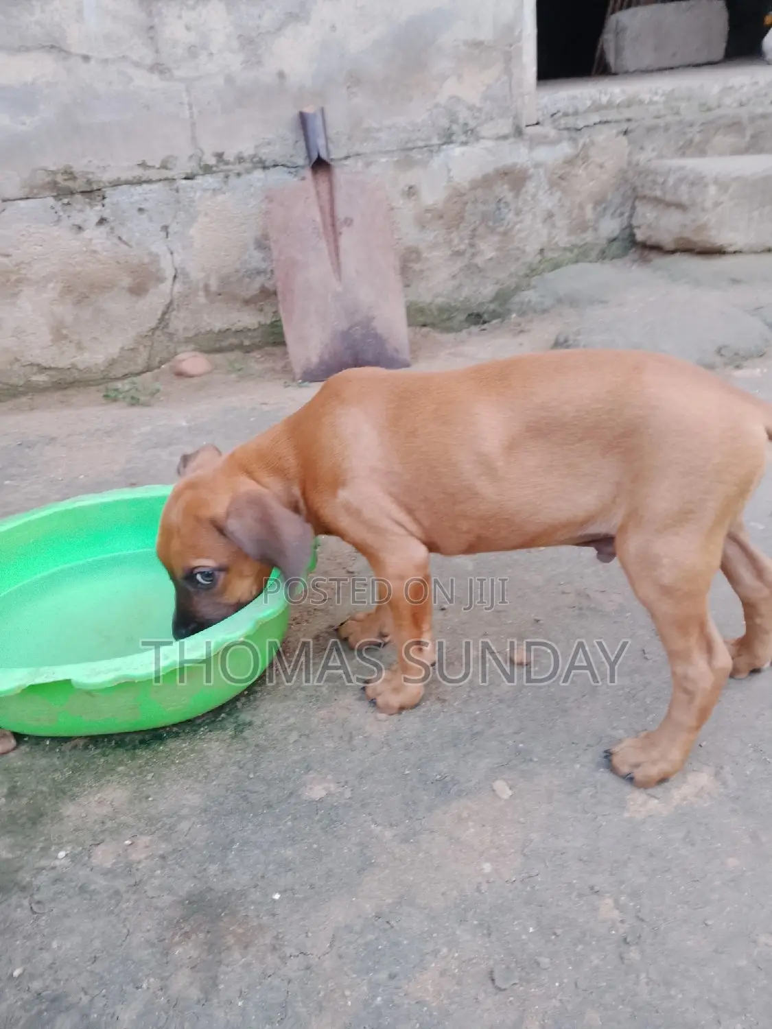 1-3 months Male Mixed Breed Dog